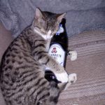Ist die Katze gesund - freut sich der Mensch